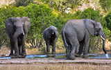 Elefantenfamilie im Krüger Nationalpark von freestock.ca